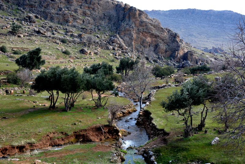 Beşdeğirmen vadisinde dere yatağı, zeytin ağaçları ve kayalık yamaçlar