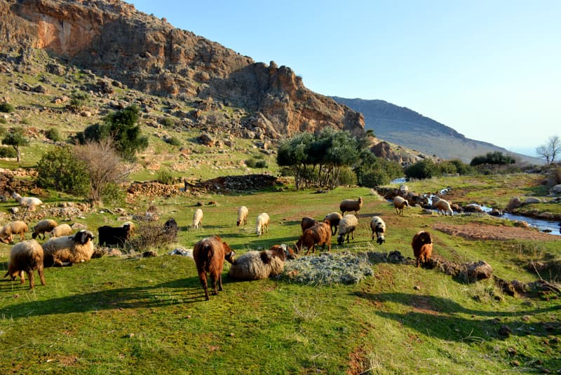 Beşdeğirmen çevresinde yeşil merada otlayan koyunlar ve kayalık yamaç