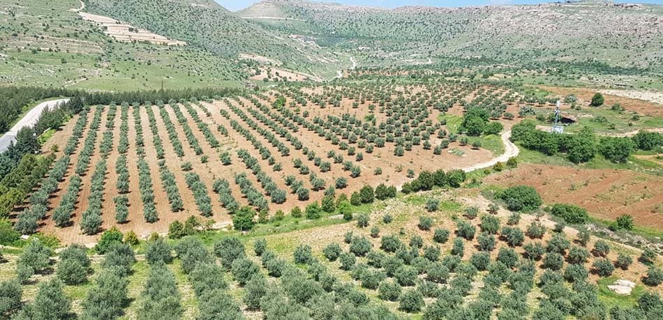 Derik'te vadiye yayılan zeytinlikler ve kırsal arazi dokusu